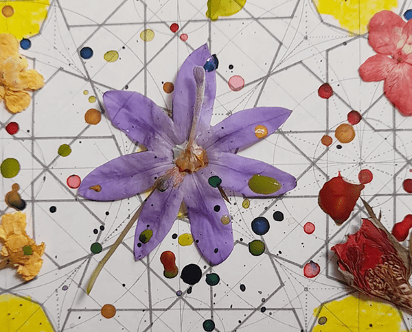The Quiet Language of Plants: Drawing the Harmonious Geometry of Nature